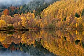 Reflections of autumn colours in loch