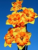 Daffodils (Narcissus 'Gillan')