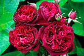 Rose (Rosa 'Proper Job')