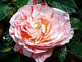 Rose (Rosa 'Scentimental')