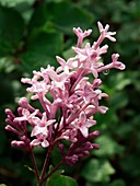 Lilac (Syringa 'Meyer Palibin')