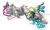 RNA interference protein,molecular model