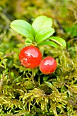 Lingonberry (Vaccinium vitis-idaea)