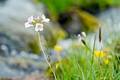 Cuckoo flower (Cardamine pratensis)