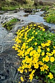 Marsh Marigolds (Caltha palustris)