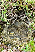 A nest of young Meadow Pipits