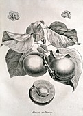 Apricots,historical artwork
