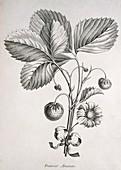 Strawberries,historical artwork
