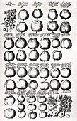 Apples,17th century herbal medicine