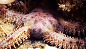 Brittle star in a crevice