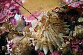 Acorn barnacle