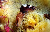 Amphipods on a sponge