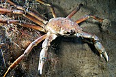 Great spider crab