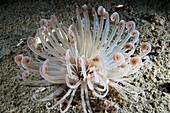 Lesser cylinder anemone