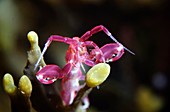 Skeleton shrimp