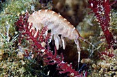 Amphipod crustacean