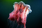 Lion's mane jellyfish