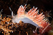 Nudibranch eating hydrozoa