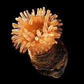 Sea anemone