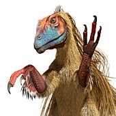 Velociraptor,artwork