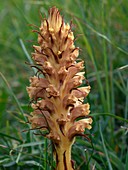 Knapweed Broomrape (Orobanche elatior)