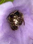Male Solitary Bees