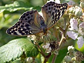 Female Silver-washed Fritillary Butterfly