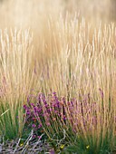 Purple Moor Grass (Molinia caerulea)