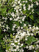 Traveller's-joy (Clematis vitalba)