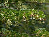 Lime (Tilia cordata)