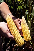 Corn yield comparisons