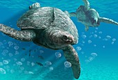 Archelon prehistoric turtle