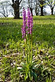 Early Purple Orchid (Orchis mascula)