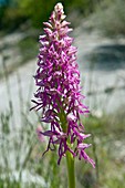 Orchis bivonae