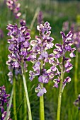 Green-winged Orchid (Orchis morio)