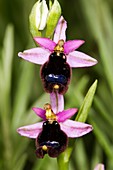 Bertoloni's Ophrys (Ophrys bertolonii)