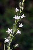 Rampion (Campanula rapunculus)