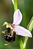 Late Spider Orchid (Ophrys fuciflora)