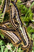 Lackey Moth Caterpillars