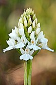 Anacamptis pyramidalis var alba