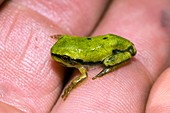 A Juvenile Tree Frog