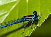 Common Blue Damselfly