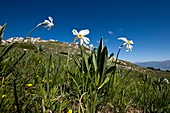 Pheasant's Eye (Narcissus poeticus)