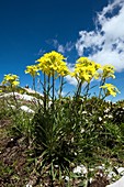 Erysimum pseudorhaeticum