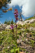 Spitzel's Orchid (Orchis spitzelii)