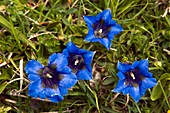 Trumpet Gentian (Gentiana dinarica)