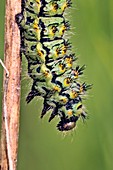 Emperor Moth larva