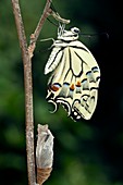 Common Swallowtail Butterfly