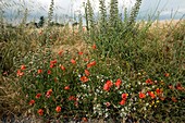 Edge of field with wildflowers