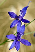 Forking Larkspur (Consolida regalis)